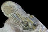 Metacanthina & Paralejurus Trilobites - Lghaft, Morocco #89287-6